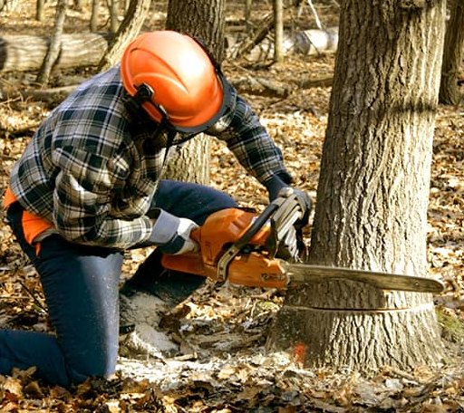 Tree Removal in Whitt, TX
